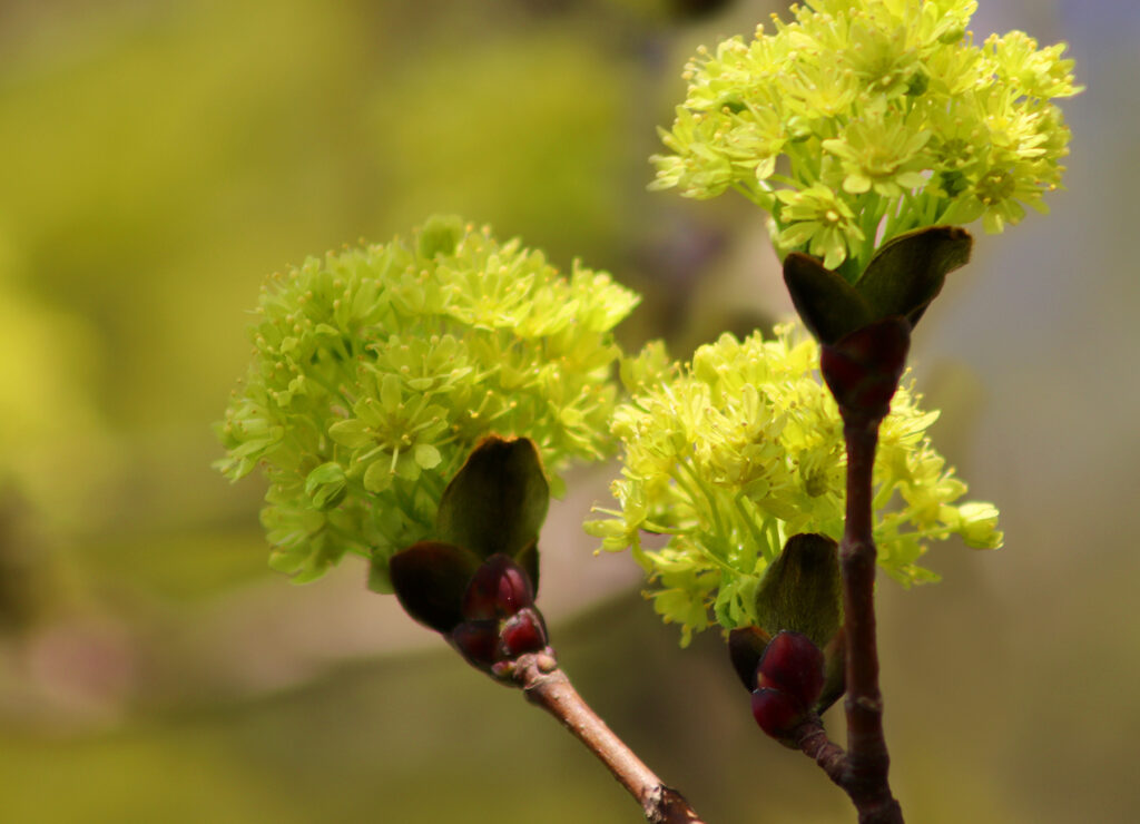 Bloeiende Esdoorn (Maple)